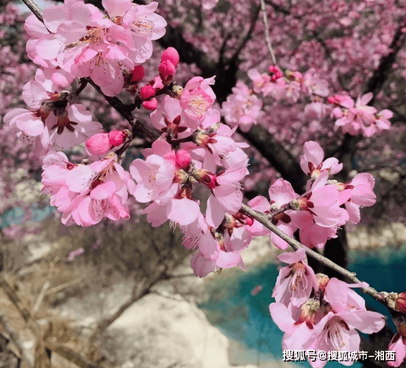 人定制经典行程高端旅游费用小贵但超轻松！九游会j9入口登录新版五一四川六天五晚私(图5)